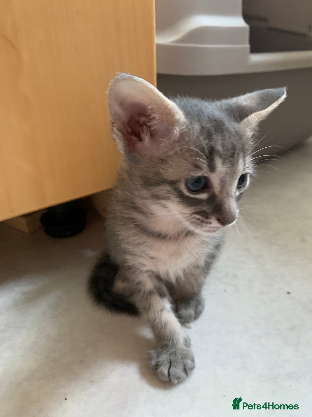 Siamese cats for sale: 3 half Siamese kittens  - Image 9