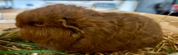 Guinea Pig rodents for sale: Sold Beautiful Swiss guinea pig brothers - Advert 7