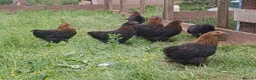 Chickens poultry for sale: Pekin bantam pullets - Advert 3