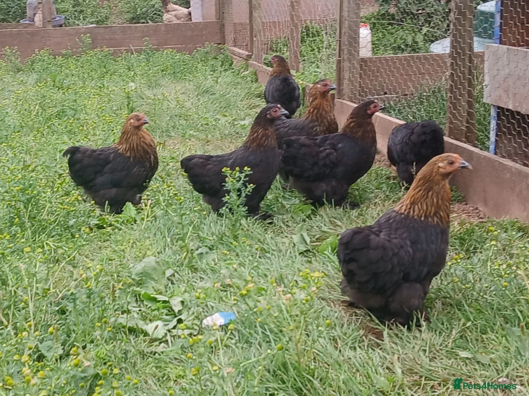 Chickens poultry for sale: Pekin bantam pullets - Advert 3