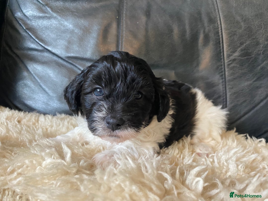Shihpoo dogs for sale: Adorable F1 ShihPoo puppies in Faversham - Image 16