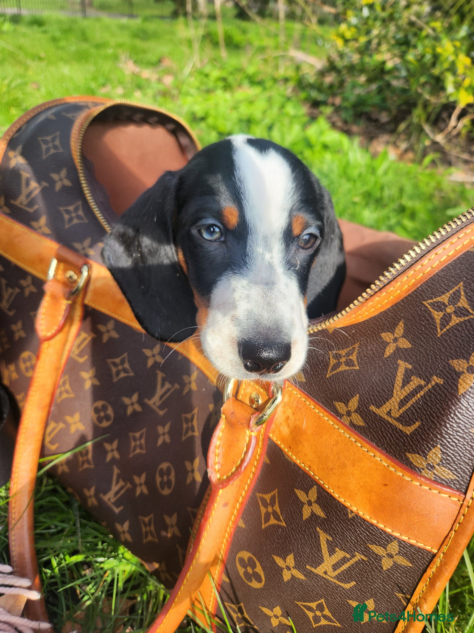 Dachshund dogs Lovely miniature white dachshunds in Kensington  - Advert 5