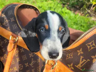 Dachshund dogs Lovely miniature white dachshunds in Kensington - Advert 4