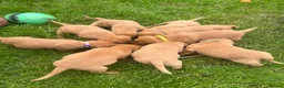 Labrador Retriever dogs for sale: Beautiful Fox red Labrador pups  - Advert 6