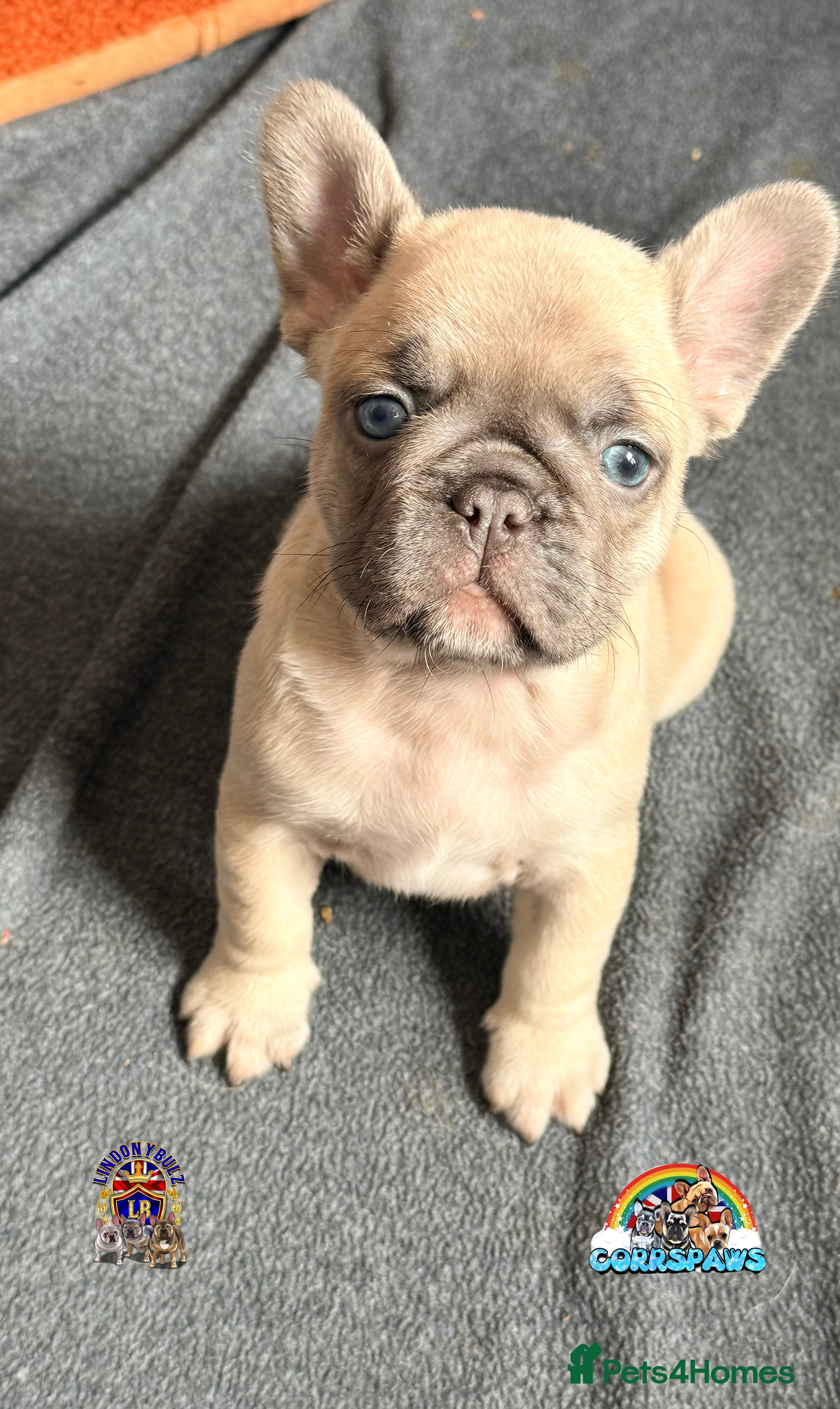 French Bulldog dogs Last little female  French Bulldog puppy  - Advert 4