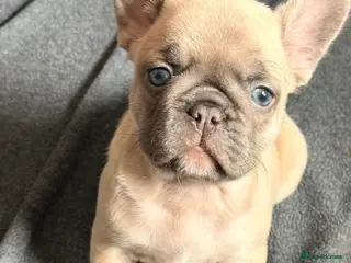 French Bulldog dogs Last little female French Bulldog puppy - Advert 4