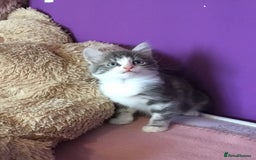 Mixed Breed cats for sale: Kittens for sale!!! - Image 5