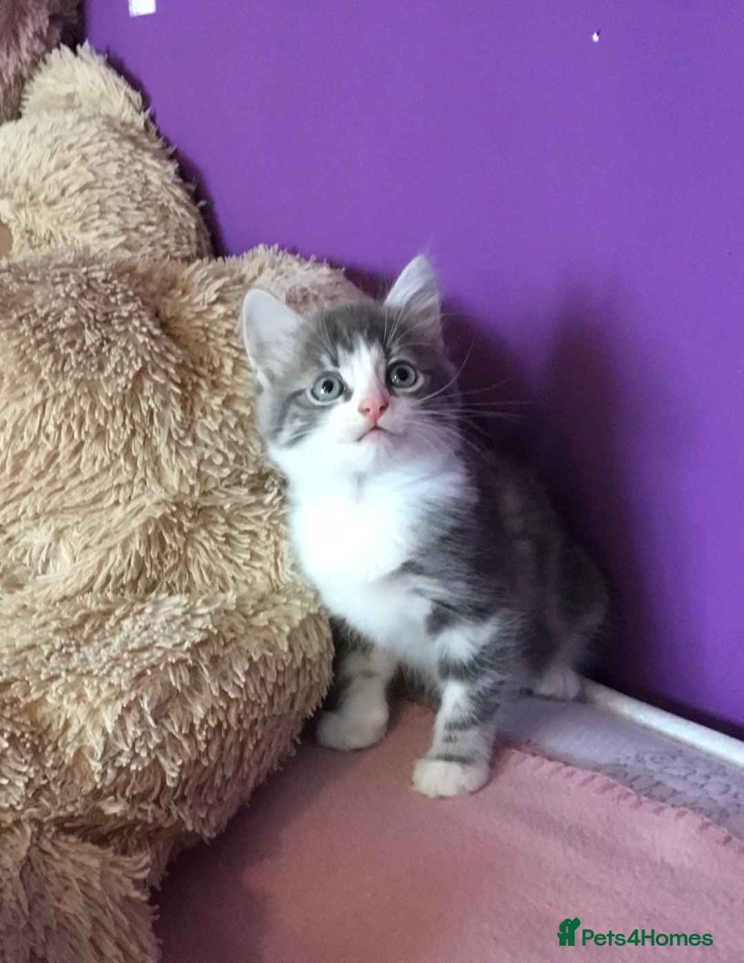 Mixed Breed cats for sale: Kittens for sale!!! - Image 5