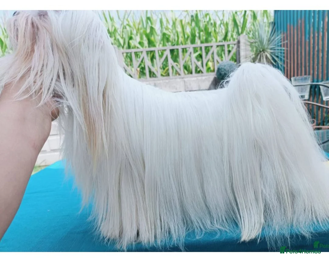 Maltese dogs for stud: 💯 Korean Maltese KC registered available for stud - Advert 4
