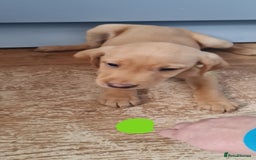Labrador Retriever dogs for sale: Labrador Fox Red - Image 14