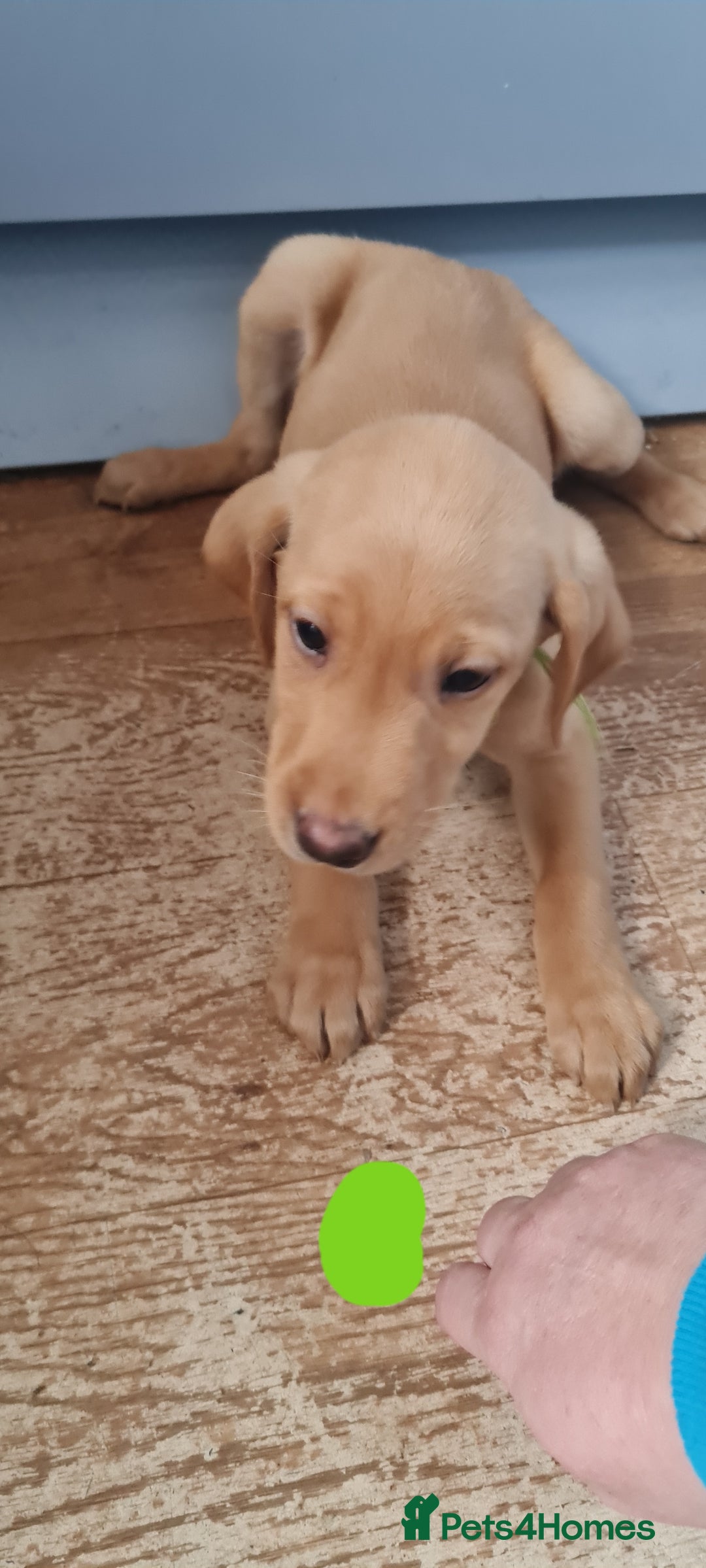 Labrador Retriever dogs for sale: Labrador Fox Red - Image 14