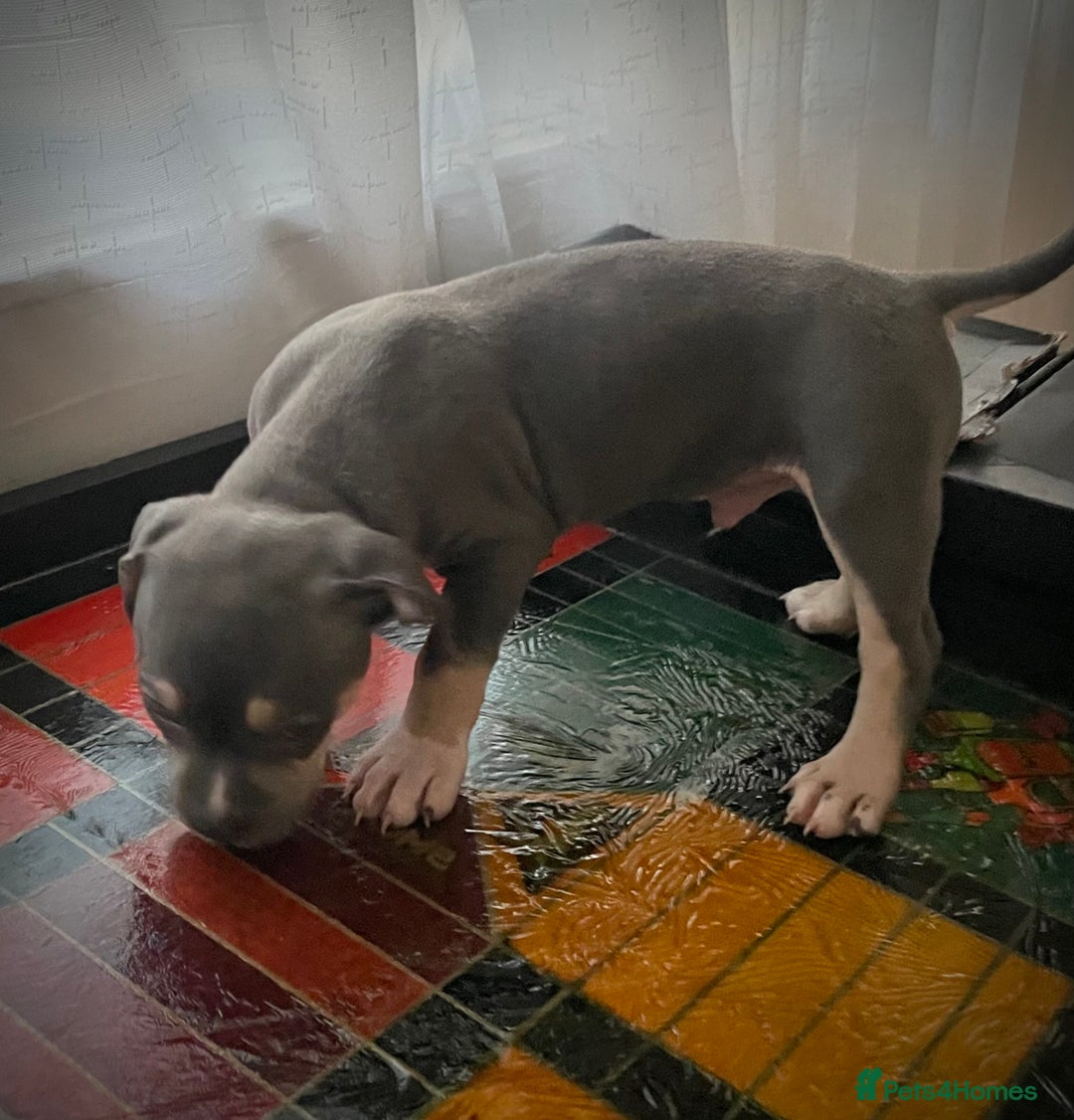 American Bully dogs for sale: Beautiful Tri colour American bully puppy’s  - Image 4