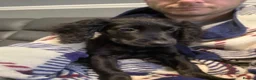Cocker Spaniel dogs for sale: Stanley 4 month cocker spaniel  in Manchester - Advert 5