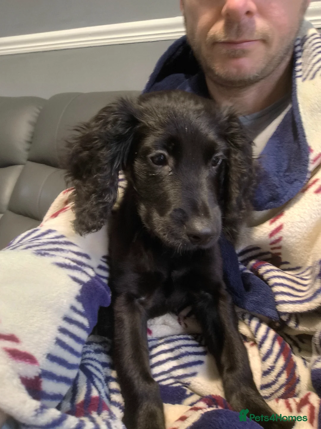 Cocker Spaniel dogs for sale: Stanley 4 month cocker spaniel  in Manchester - Advert 5