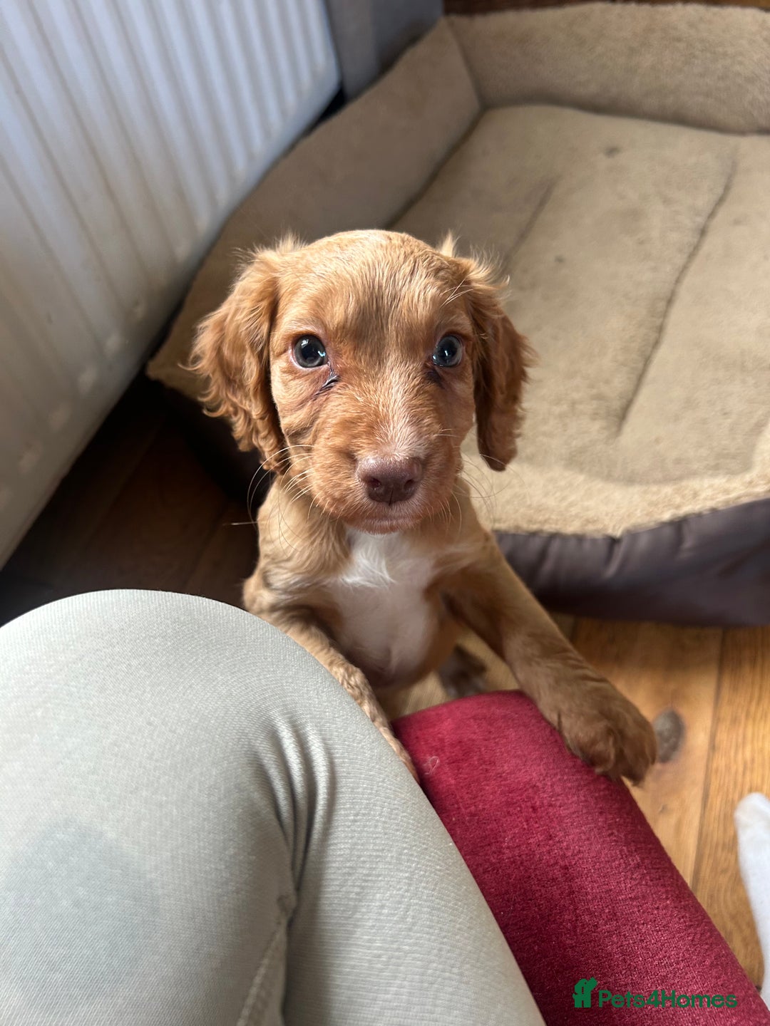 Cocker Spaniel dogs for sale: registered cocker spaniel pup for sale - Image 6