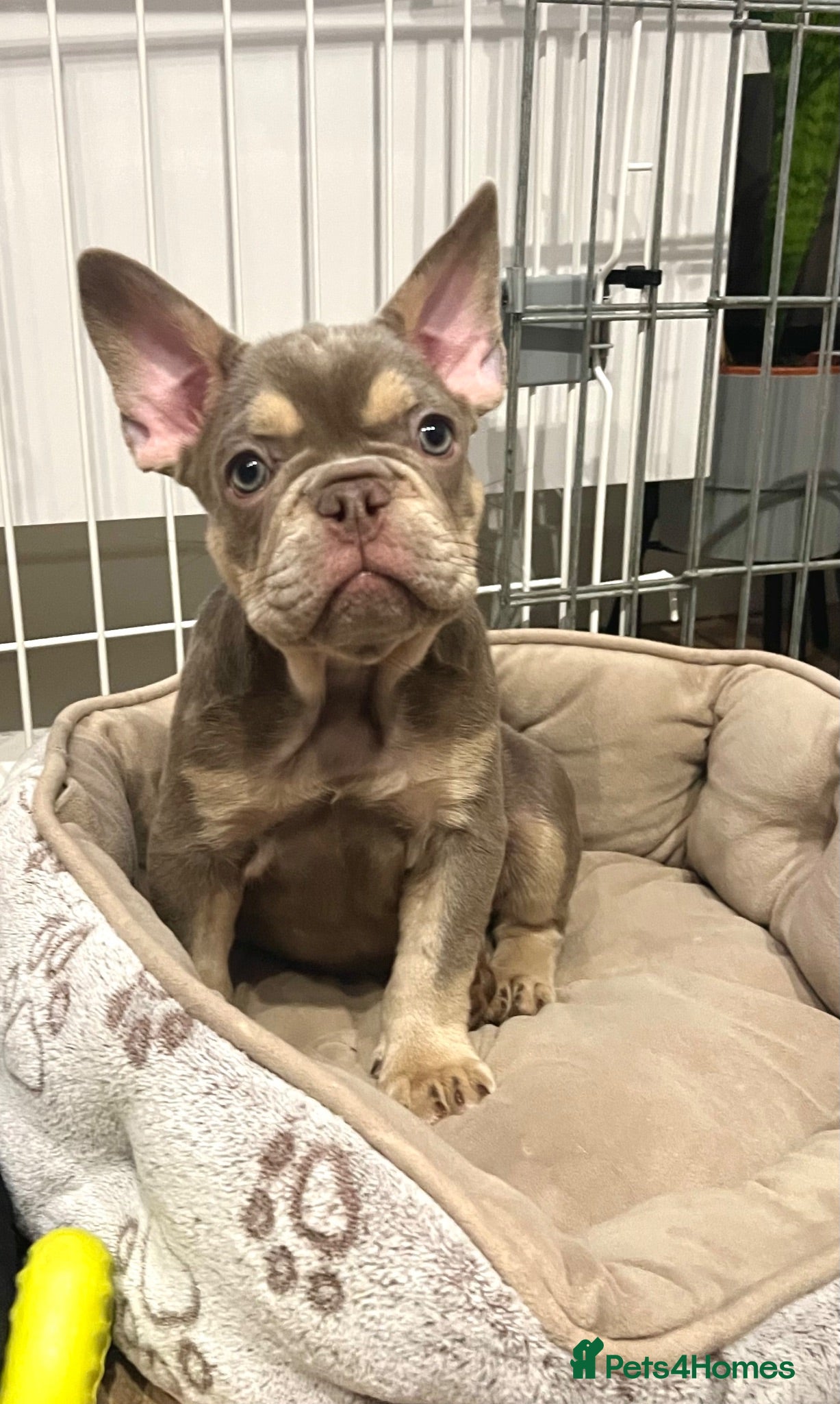 French Bulldog dogs KC French bulldog puppies highly healthed parents - Advert 2