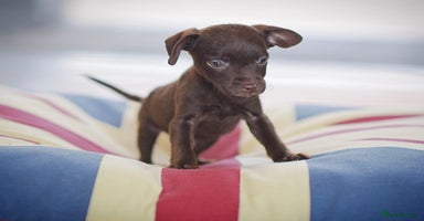 Patterdale Terrier dogs 5⭐️RATED LICENSED AND REGISTERED  - Advert 12