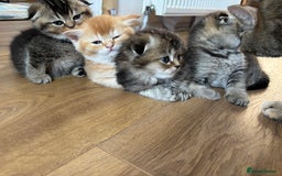 Scottish Fold cats for sale: Scottish fold kittens  - Image 30
