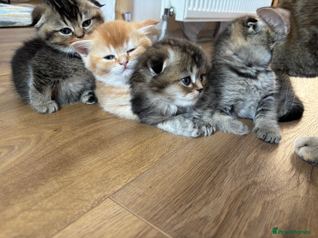 Scottish Fold cats for sale: Scottish fold kittens  - Image 30