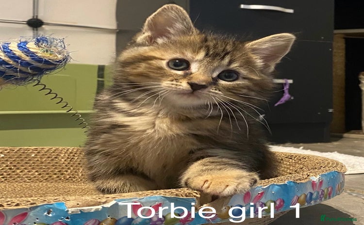 American Shorthair cats - Advert 1
