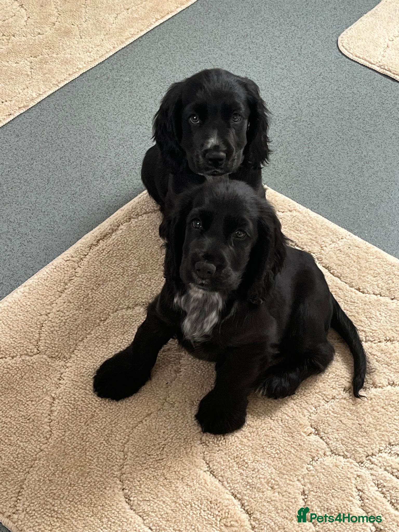 Cocker Spaniel dogs Beautiful Show Type Cocker Spaniel Puppies - Advert 1