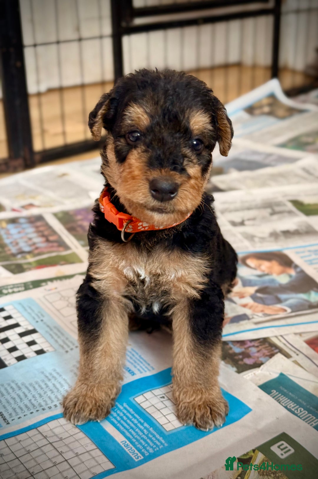 Airedale Terrier dogs for sale: ⭐️⭐️ ADORABLE KC REGISTERED  PUPS ⭐️⭐️ - Image 14