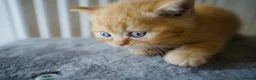 British Shorthair cats for sale: 🌟GCCF BSH Kittens Beautiful Variety of Colours 🌟 - Advert 21