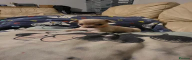 Chihuahua 2