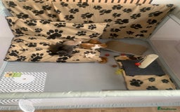 Mixed Breed cats for sale: 5 beautiful mixed British short hair  ✨ - Image 29