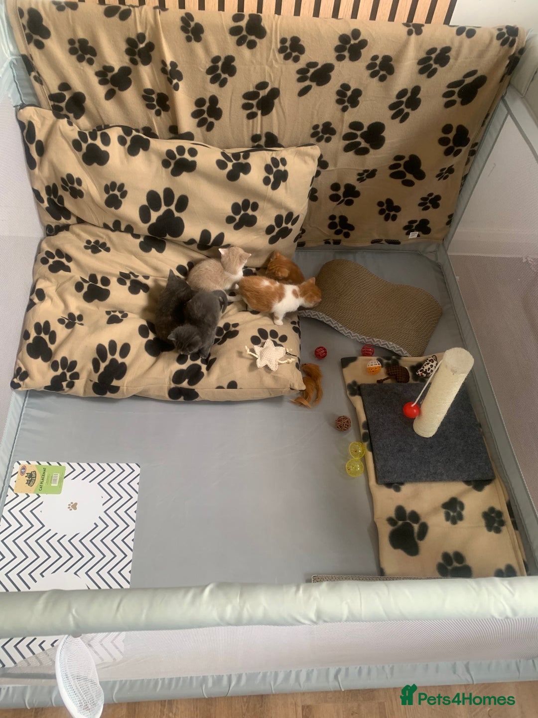 Mixed Breed cats for sale: 5 beautiful mixed British short hair  ✨ - Image 29