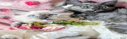 Maine Coon cats for sale: Maine coon ragdoll kittens for devoted owners in Paisley - Advert 1