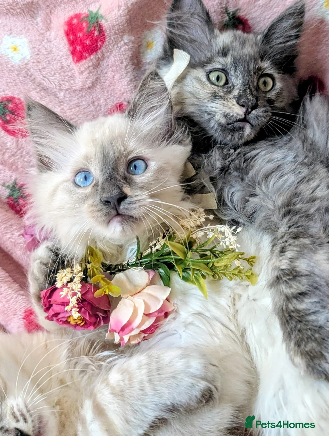 Maine Coon cats for sale: Maine coon ragdoll kittens for devoted owners in Paisley - Advert 1