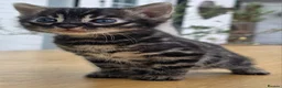 Bengal cats for sale: 🐆 2 BEAUTIFUL TICA BENGAL GIRLS – £1,200 EACH 🐆 - Advert 4