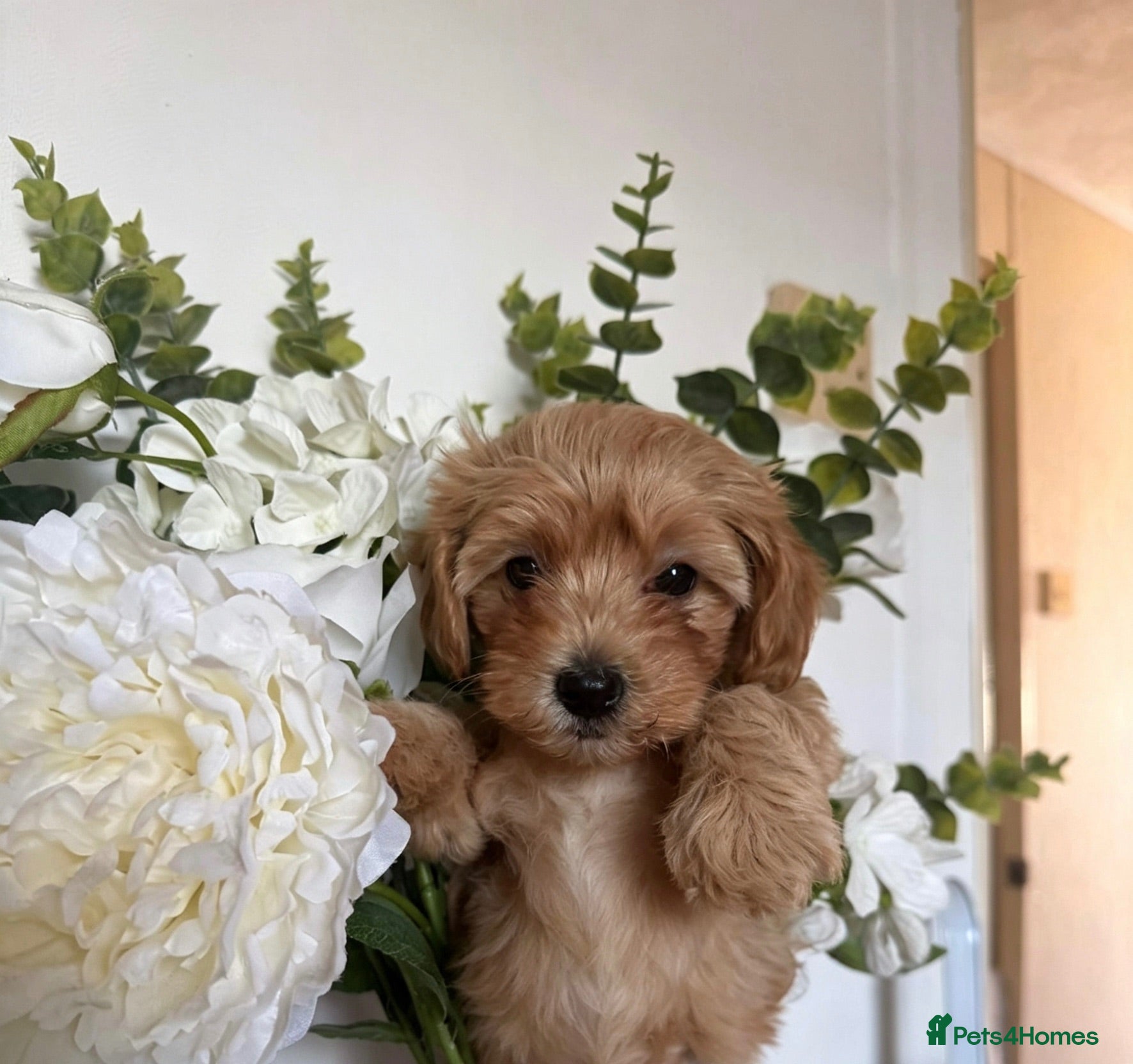 Maltipoo dogs 🐶  Toy Maltipoos READY TO GO  🐶  - Advert 2