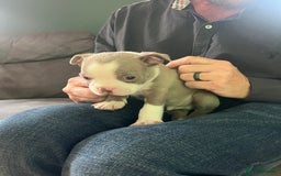 Boston Terrier dogs for sale: Boston terrier puppies - Image 38