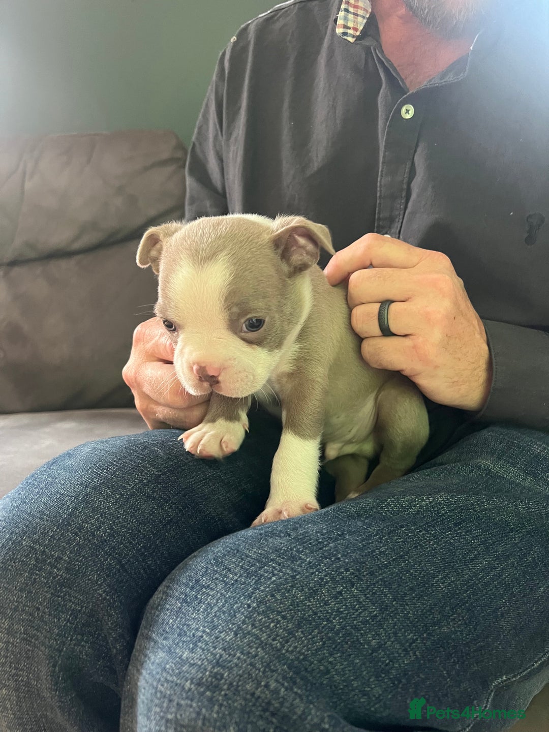 Boston Terrier dogs for sale: Boston terrier puppies - Image 38