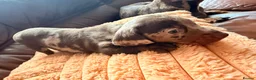 Miniature Dachshund dogs for sale: Miniature Dachshund Puppies - Advert 25