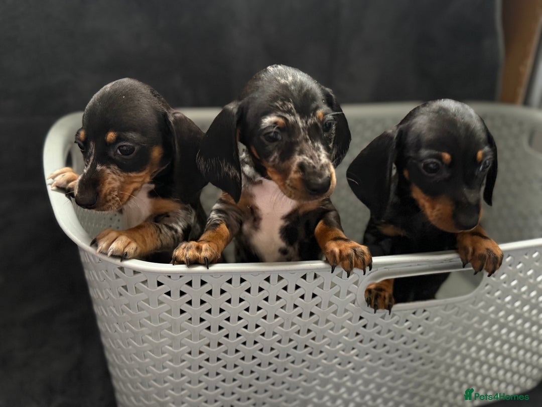 Dachshund dogs for sale: Miniature dachshund  - Image 2