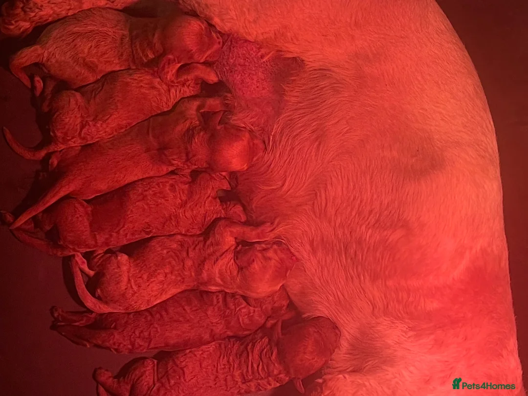 Cavapoochon dogs for sale: Boy and girls available  - Advert 2