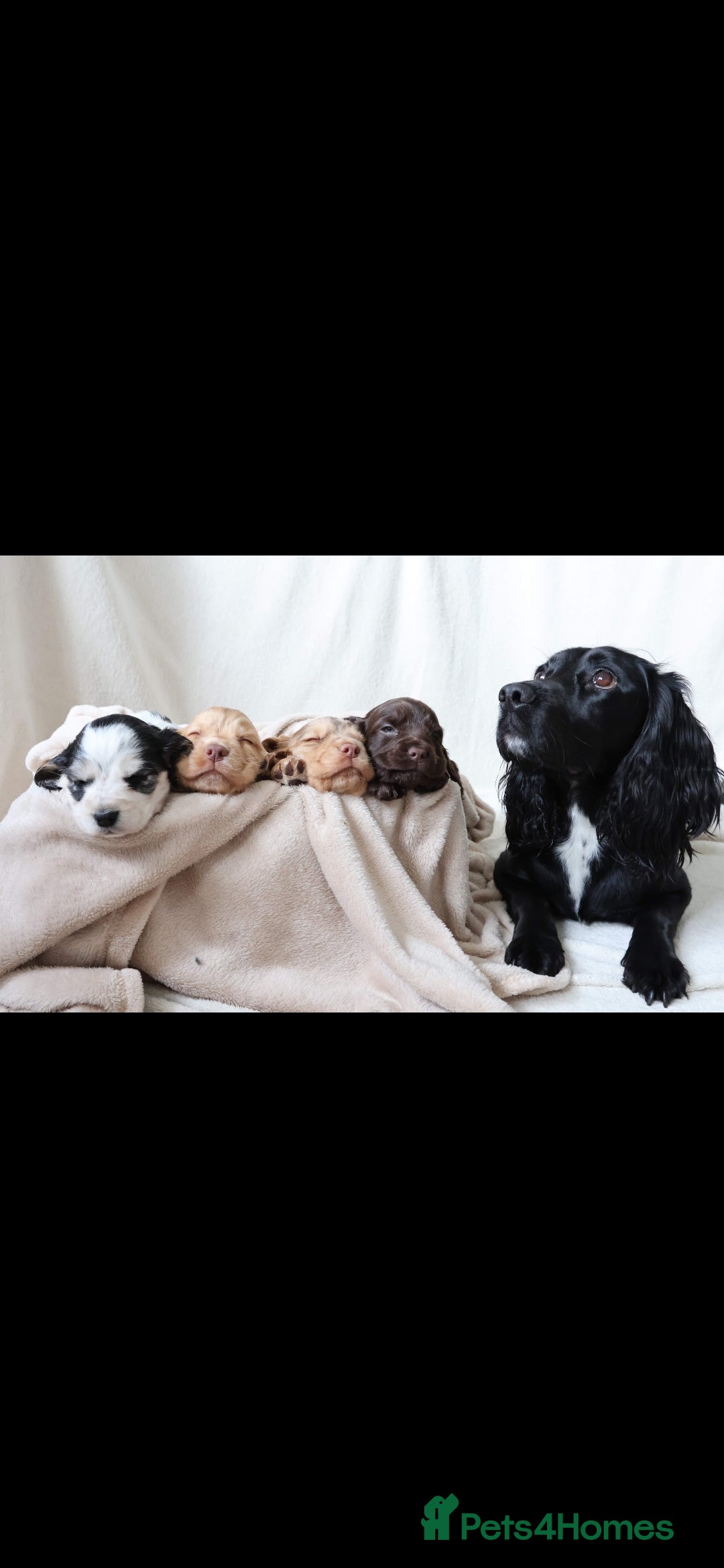 Sprocker dogs for sale: Sprocker for sale - Image 8
