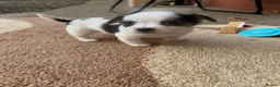 Chihuahua dogs for sale: Stunning Litter of Chihuahua Puppies for Sale in Manchester - Advert 5