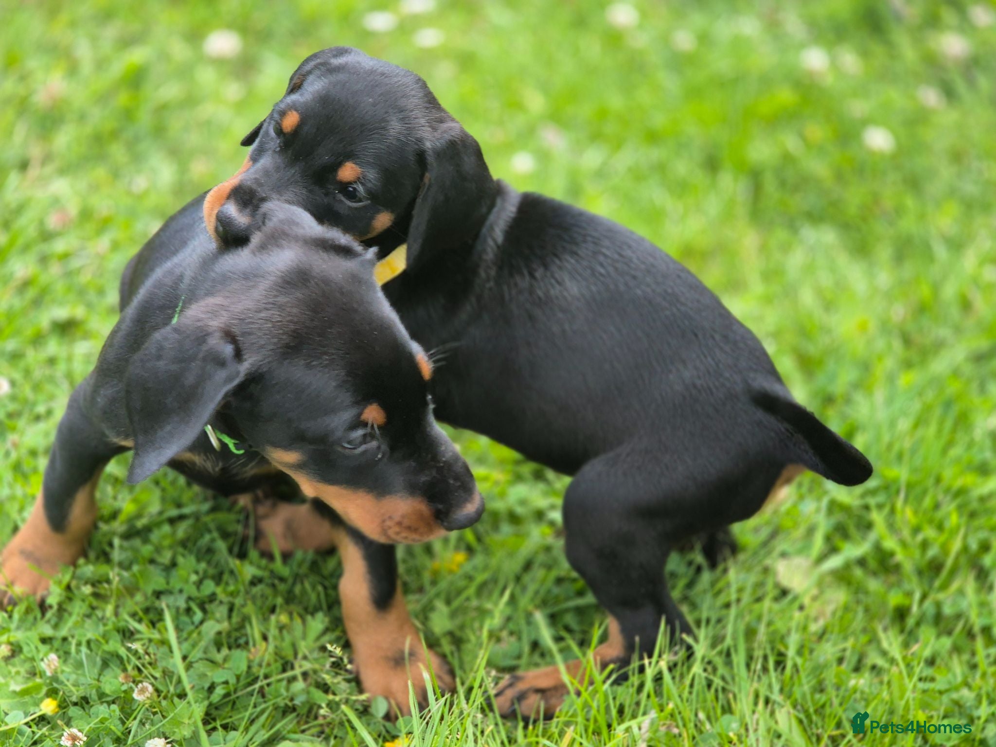 Dobermann dogs ⭐️⭐️⭐️⭐️⭐️ KC Reg European Dobermann puppies.  - Advert 3