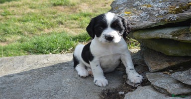 English Springer Spaniel dogs - Advert 8
