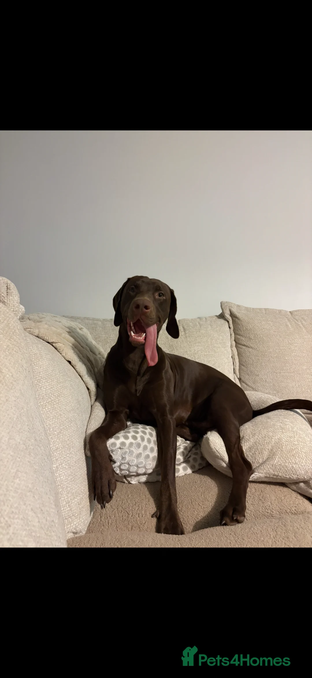 Mixed Breed dogs for stud: Bear Vizmaraner  in Alloa - Advert 4