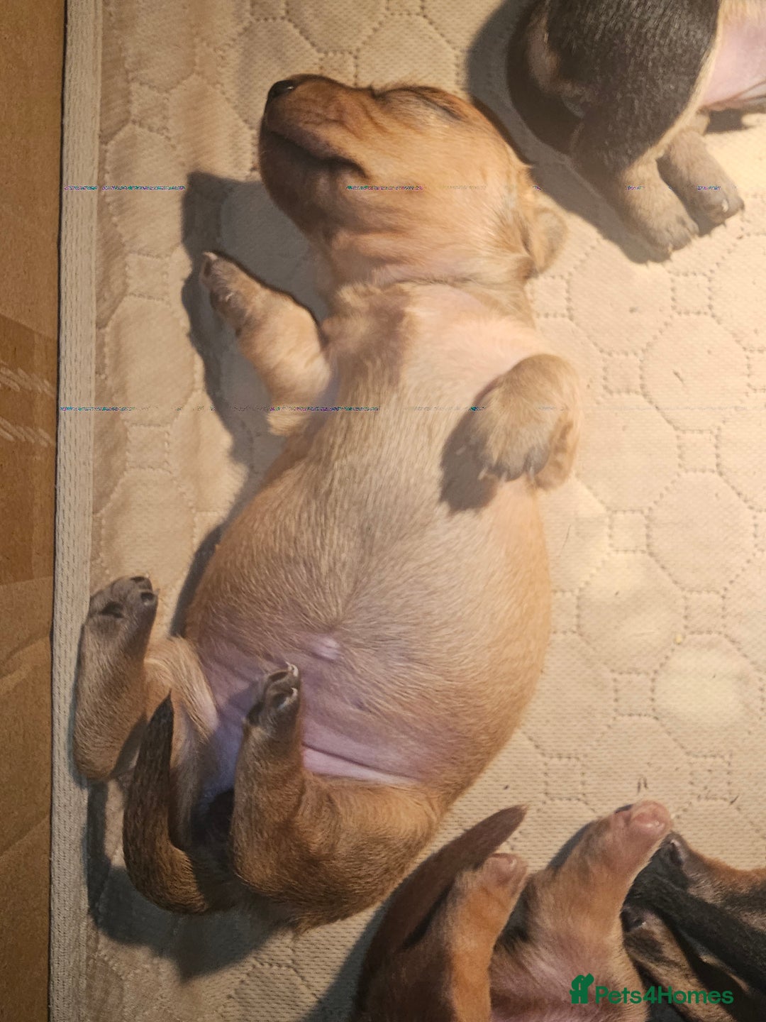 Dachshund dogs for sale: Dachshund puppies - Advert 11