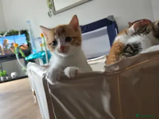 Mixed Breed cats Friendly babys looking for purrfect homes - Advert 7