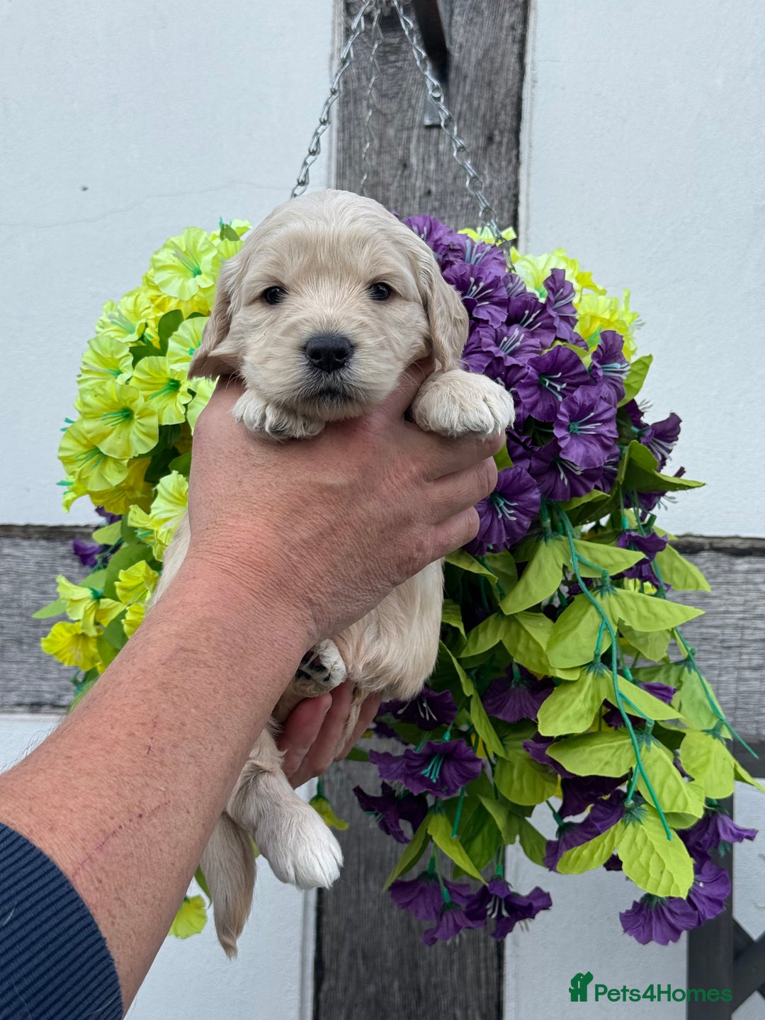 Mini Goldendoodle dogs for sale: 8 gorgeous mini f1 goldendoodle puppies - Image 9
