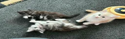 Maine Coon cats for sale: 4 Stunning pure Maine Coon Kittens - Advert 4