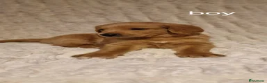 Double Doodle Puppy 3
