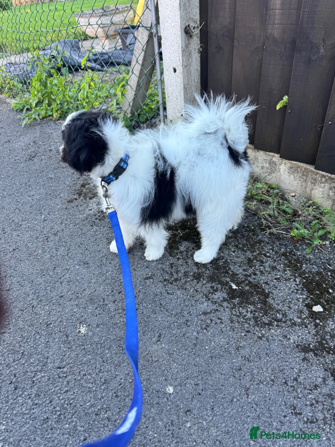Mixed Breed dogs for sale: Small compact pug x lasso Apso - Advert 2